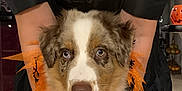 Eden a rejoint le concours — aidez-le/la à gagner de superbes lots ! puppy, dog, blue_eyes, orange_collar, halloween, costume, pet, furry, cute, indoor, person, black_clothing, hands, holding, decoration, pumpkin, festive, animal, adorable, portrait