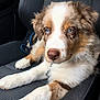 Eden participe au concours pour gagner de l'argent avec cette photo : puppy, dog, car_interior, seat, blue_eyes, fur, white_fur, brown_fur, cute, pet, animal, leash, collar, relaxed, young_dog, portrait, indoor, close_up, adorable, resting