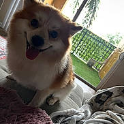 Louie joined the competition — help win amazing prizes! dog, smiling, tongue_out, fluffy, couch, blanket, indoor, balcony, greenery, palm_leaf, happy, pet, fur, nose, ears, door, window, home, relaxed, cozy