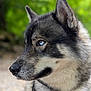 Jack participe au concours pour gagner de l'argent avec cette photo : animal, blue_eyes, canine, close_up, dog, ears, focused, fur, greenery, husky, looking_away, mammal, nature, outdoor, pet, portrait, profile, snout, soft_background, whiskers