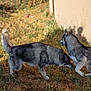 Jack participe au concours pour gagner de l'argent avec cette photo : dog, husky, animal, pet, outdoor, grass, playing, sunlight, shadow, nature, canine, mammal, two_animals, fur, sniffing, backyard, daylight, playful, wall, plant