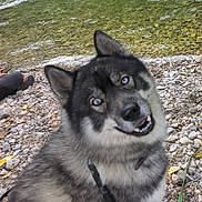Jack participe au concours pour gagner de l'argent avec cette photo : animal, blue_eyes, canine, closeup, curious, daylight, dog, fur, head_tilt, leash, nature, outdoor, pet, playful, portrait, riverbank, rocks, smiling, water, wild