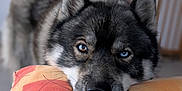 Jack a rejoint le concours — aidez-le/la à gagner de superbes lots ! dog, husky, heterochromia, blue_eye, brown_eye, pet, animal, resting, pillow, indoor, closeup, face, fur, canine, portrait, looking, calm, expression, soft_background, cozy