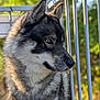 Jack participe au concours pour gagner de l'argent avec cette photo : animal, blue_eyes, canine, closeup, dog, focused, fur, gray_fur, husky, looking_away, mammal, metal_railing, nature, outdoor, peaceful, pet, portrait, side_view, sunlight, white_fur