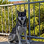 dog, husky, animal, pet, outdoor, balcony, railing, concrete, fur, sitting, nature, greenery, sunlight, canine, portrait, ears, paw, tail, daytime, watchful