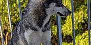 Vaiana participe au concours pour gagner de l'argent avec cette photo : dog, husky, canine, pet, animal, sitting, outdoor, balcony, railing, concrete, fur, black_and_white, side_view, nature, greenery, paw, portrait, alert, daylight, domestic_animal