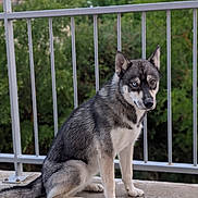 Vaiana participe au concours pour gagner de l'argent avec cette photo : dog, husky, sitting, outdoor, pet, animal, fur, gray, black, white, heterochromia, blue_eye, brown_eye, railing, concrete, nature, greenery, portrait, canine, alert