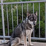 dog, husky, sitting, outdoor, pet, animal, fur, gray, black, white, heterochromia, blue_eye, brown_eye, railing, concrete, nature, greenery, portrait, canine, alert