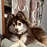 dog, canine, fluffy, brown_fur, white_fur, couch, indoor, curtains, plant, paw, resting, relaxed, window, home, furniture, pet, animal, domestic, cozy, living_room