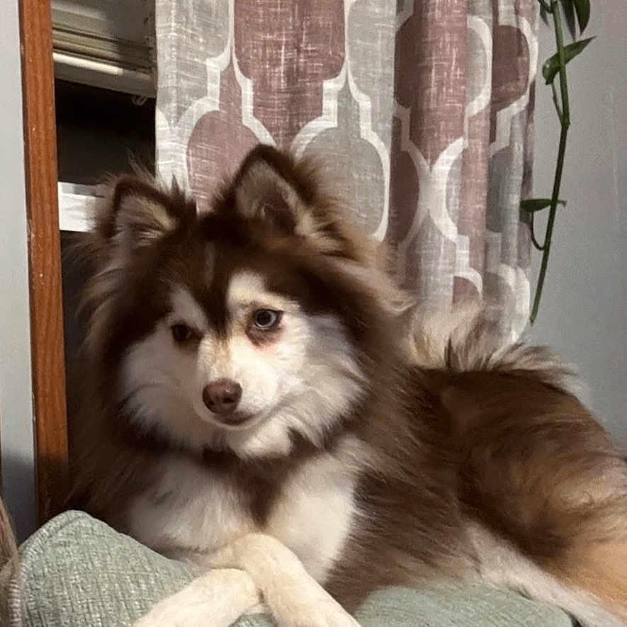 Willow