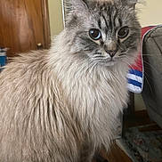 Mochie is registered to the contest to win money with this photo: cat, fluffy, indoor, pet, feline, closeup, portrait, animal, curious, whiskers, ears, fur, eyes, home, living_room, wooden_door, couch, rug, blanket, furniture