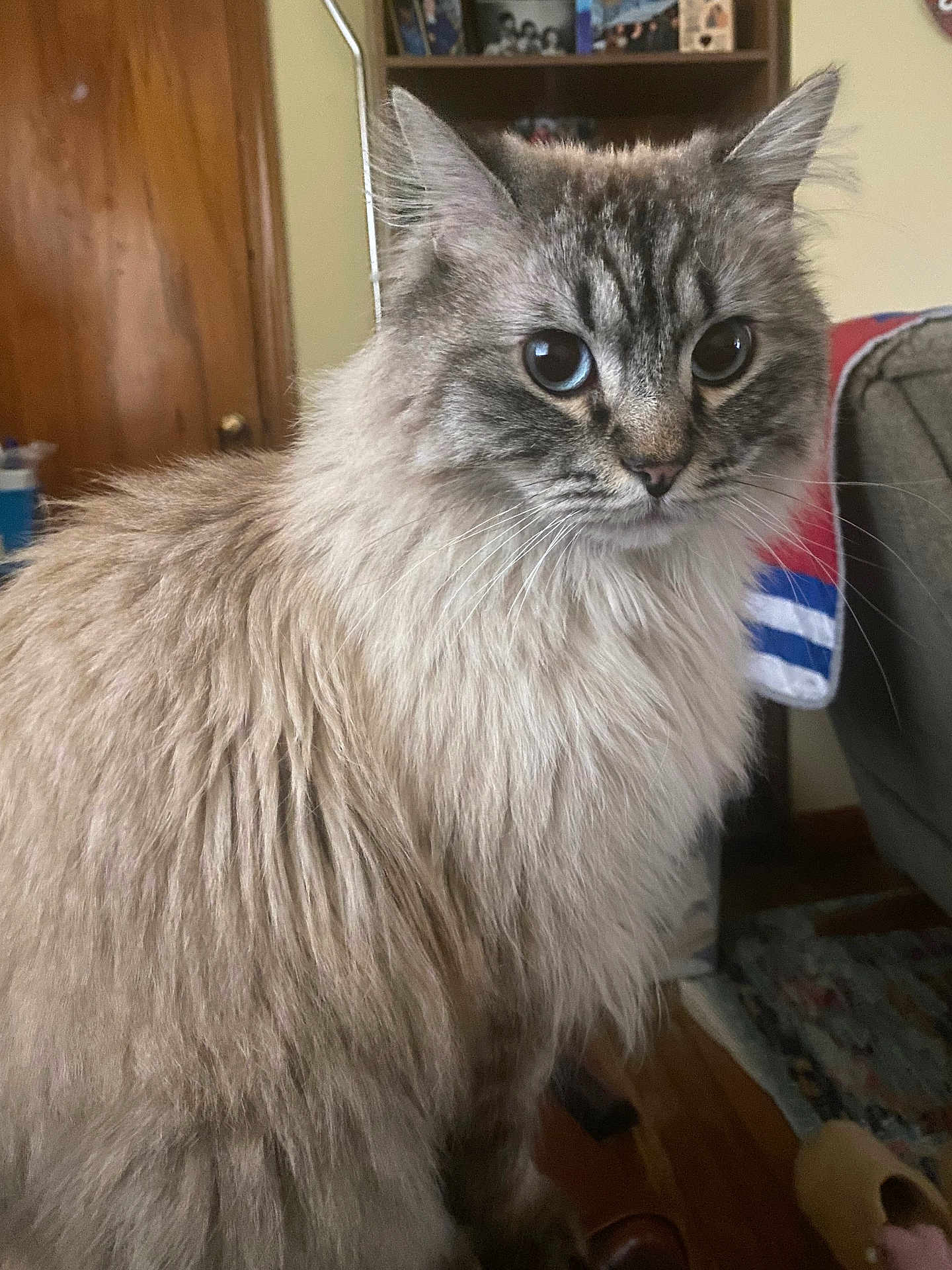 Mochie is registered to the contest to win money with this photo: cat, fluffy, indoor, pet, feline, closeup, portrait, animal, curious, whiskers, ears, fur, eyes, home, living_room, wooden_door, couch, rug, blanket, furniture