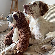 Dea participe au concours pour gagner de l'argent avec cette photo : animal, blanket, brown, comfortable, couch, cozy, dog, fur, furniture, indoor, lamp, living_room, paw, pet, plush_toy, relaxed, resting, sloth_toy, soft_texture, white