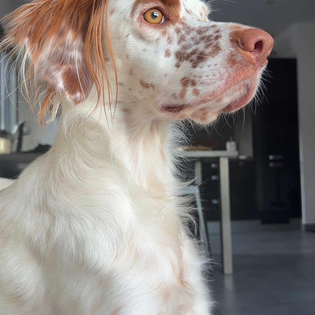 Dea participe au concours pour gagner de l'argent avec cette photo : animal, brown_spots, canine, close_up, dog, domestic, floor, fur, indoor, long_ears, looking_away, modern_interior, pet, portrait, relaxed, side_view, snout, table, whiskers, white_fur