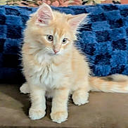 Henry is registered to the contest to win money with this photo: animal, blue_blanket, cat, cozy, cream_colored, cute, ears, floor, fluffy, front_facing, fur, home, indoor, kitten, longhaired, paws, pet, portrait, sitting, tail