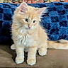 animal, blue_blanket, cat, cozy, cream_colored, cute, ears, floor, fluffy, front_facing, fur, home, indoor, kitten, longhaired, paws, pet, portrait, sitting, tail