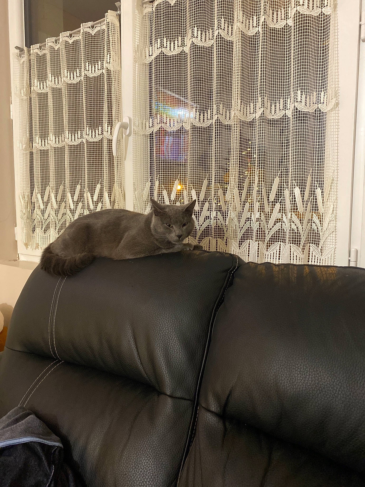 Mistigri a rejoint le concours — aidez-le/la à gagner de superbes lots ! architecture, cat, comfort, couch, felidae, floor, flooring, grey, hardwood, interior_design, living_room, shade, small_to_medium_sized_cats, studio_couch, textile, tints_and_shades, window, window_blind, window_treatment, wood