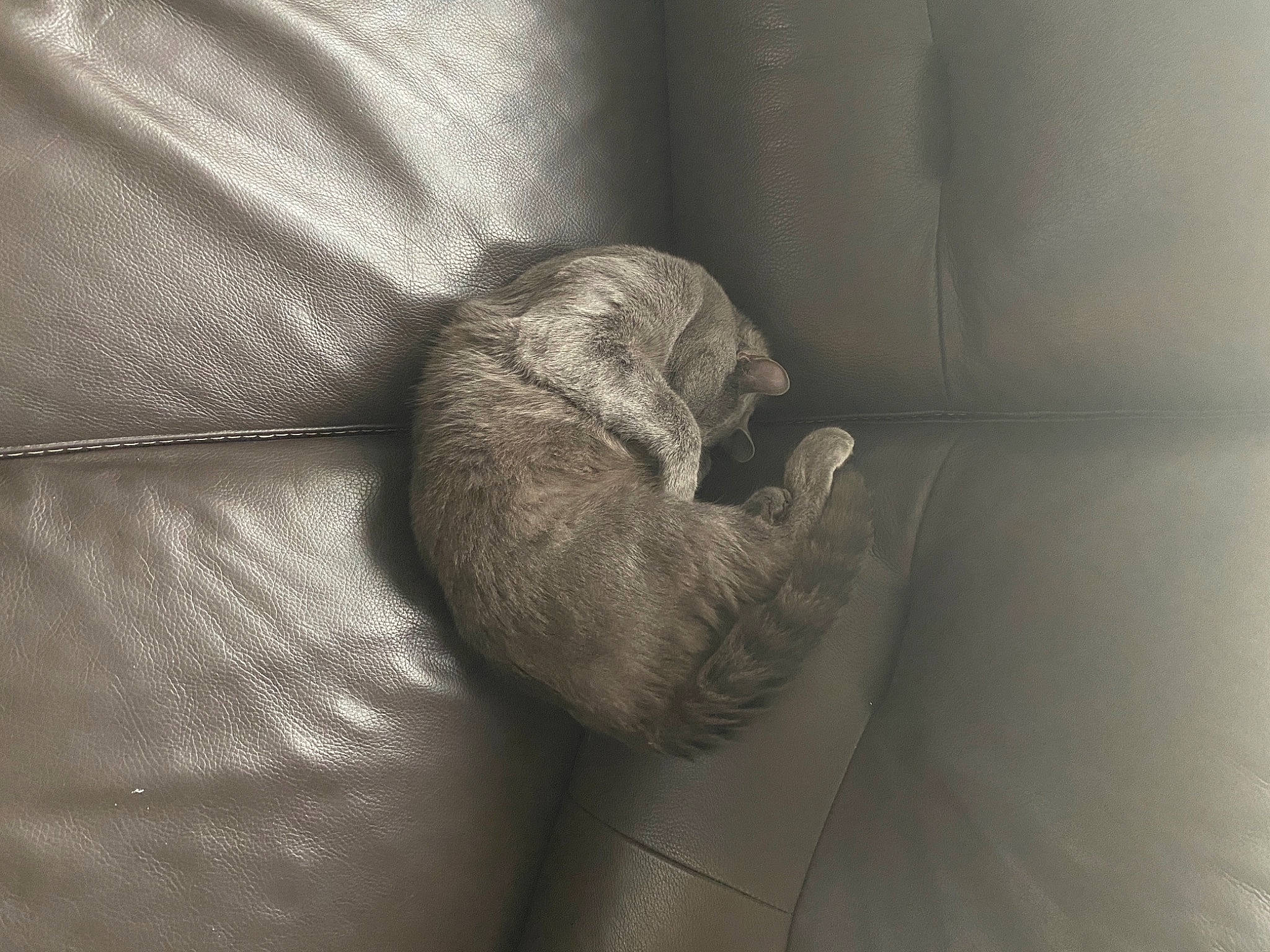 Mistigri participe au concours pour gagner de l'argent avec cette photo : cat, comfort, darkness, domestic_short_haired_cat, elbow, felidae, fur, gesture, grey, human_leg, linens, monochrome, monochrome_photography, room, small_to_medium_sized_cats, tail, tints_and_shades, whiskers, wood, wrinkle