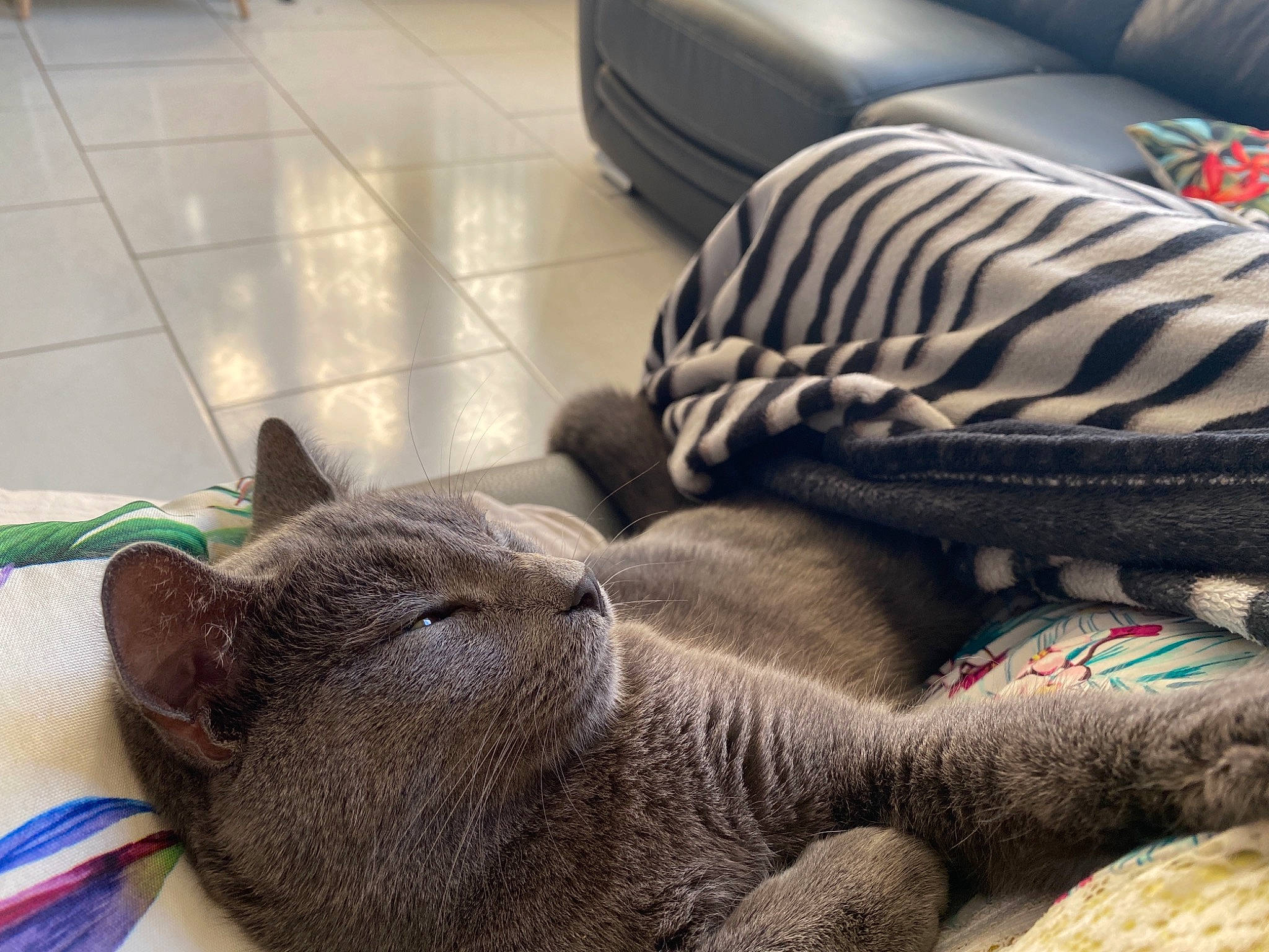 Mistigri participe au concours pour gagner de l'argent avec cette photo : carnivore, cat, claw, comfort, domestic_short_haired_cat, fawn, felidae, fur, grey, human_leg, mammal, nap, paw, russian_blue, small_to_medium_sized_cats, snout, tail, terrestrial_animal, whiskers, window