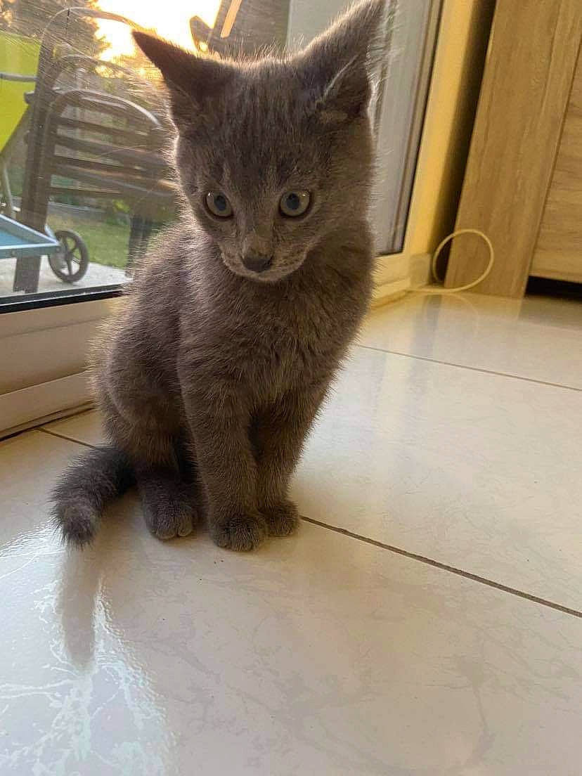 Mistigri a rejoint le concours — aidez-le/la à gagner de superbes lots ! carnivore, cat, cat_supply, claw, domestic_short_haired_cat, felidae, flooring, fur, grey, hardwood, paw, russian_blue, small_to_medium_sized_cats, snout, tail, terrestrial_animal, tile_flooring, whiskers, window, wood