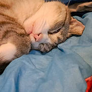 Snowie Joe joined the competition — help win amazing prizes! cat, pet, sleeping_cat, tabby_cat, whiskers, fur, paw, nose, eye, blanket, blue_blanket, cozy, indoor, close_up, portrait, resting, cute, domestic_cat, bed, soft