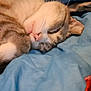 cat, pet, sleeping_cat, tabby_cat, whiskers, fur, paw, nose, eye, blanket, blue_blanket, cozy, indoor, close_up, portrait, resting, cute, domestic_cat, bed, soft