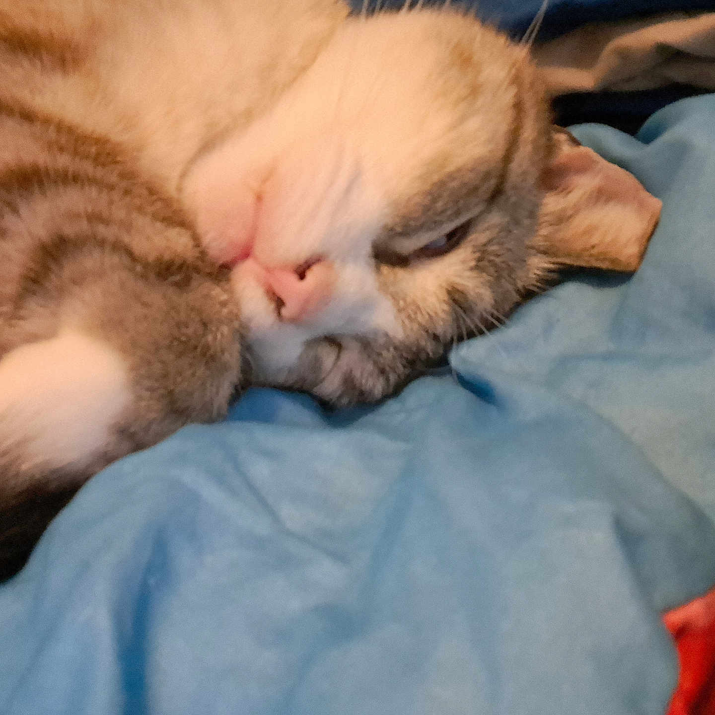 Snowie Joe joined the competition — help win amazing prizes! bed, blanket, blue_blanket, cat, close_up, cozy, cute, domestic_cat, eye, fur, indoor, nose, paw, pet, portrait, resting, sleeping_cat, soft, tabby_cat, whiskers