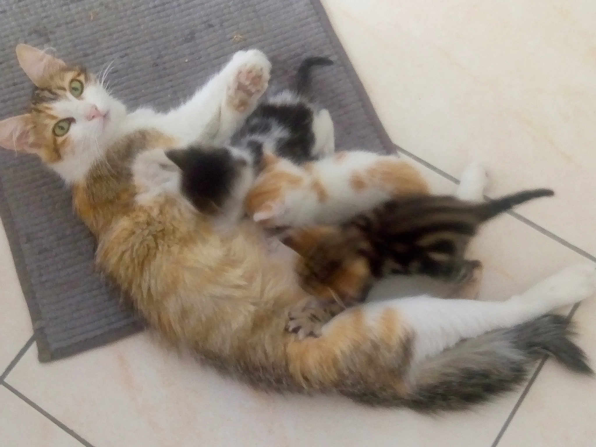 Mimi