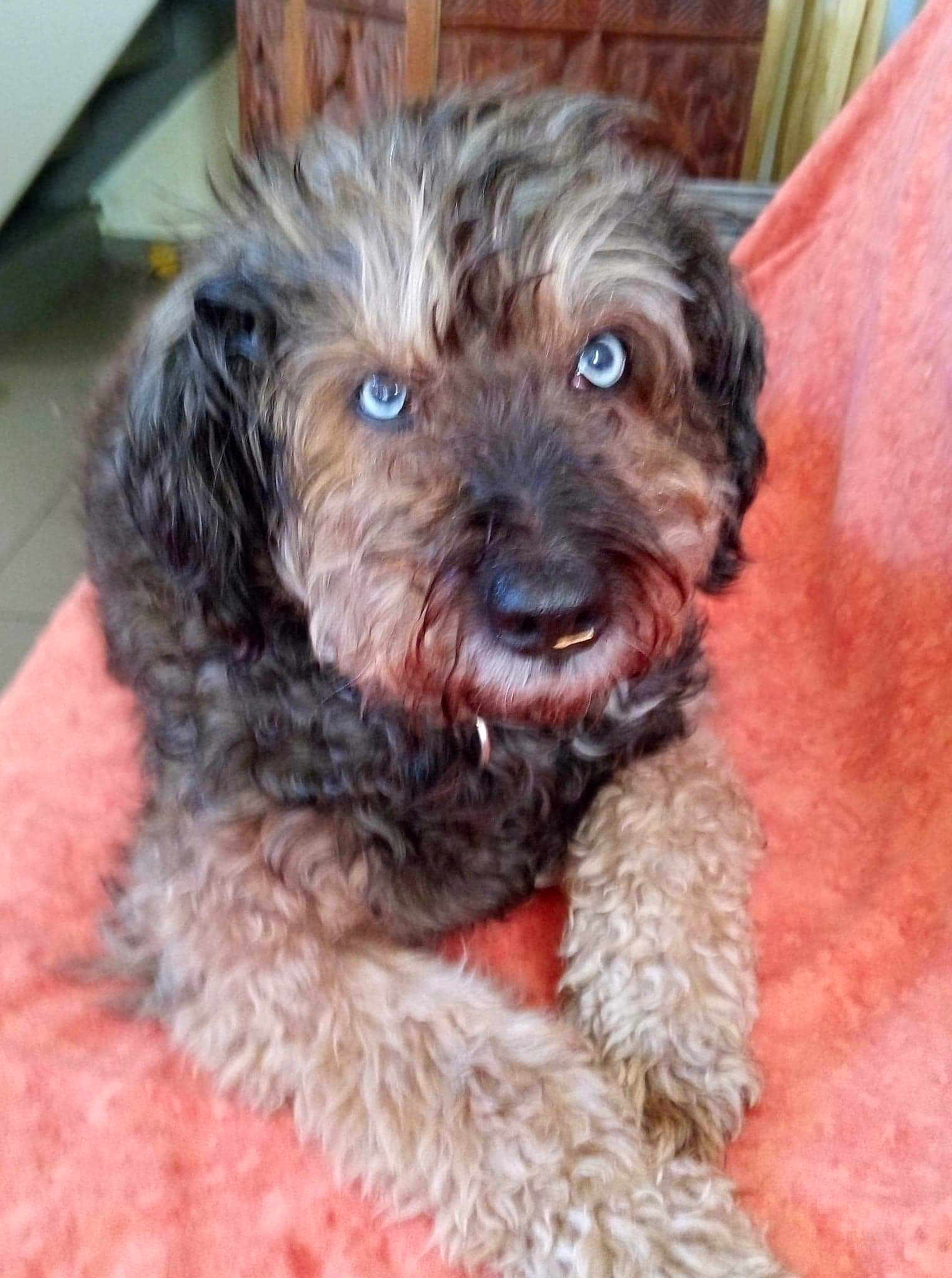Chipi