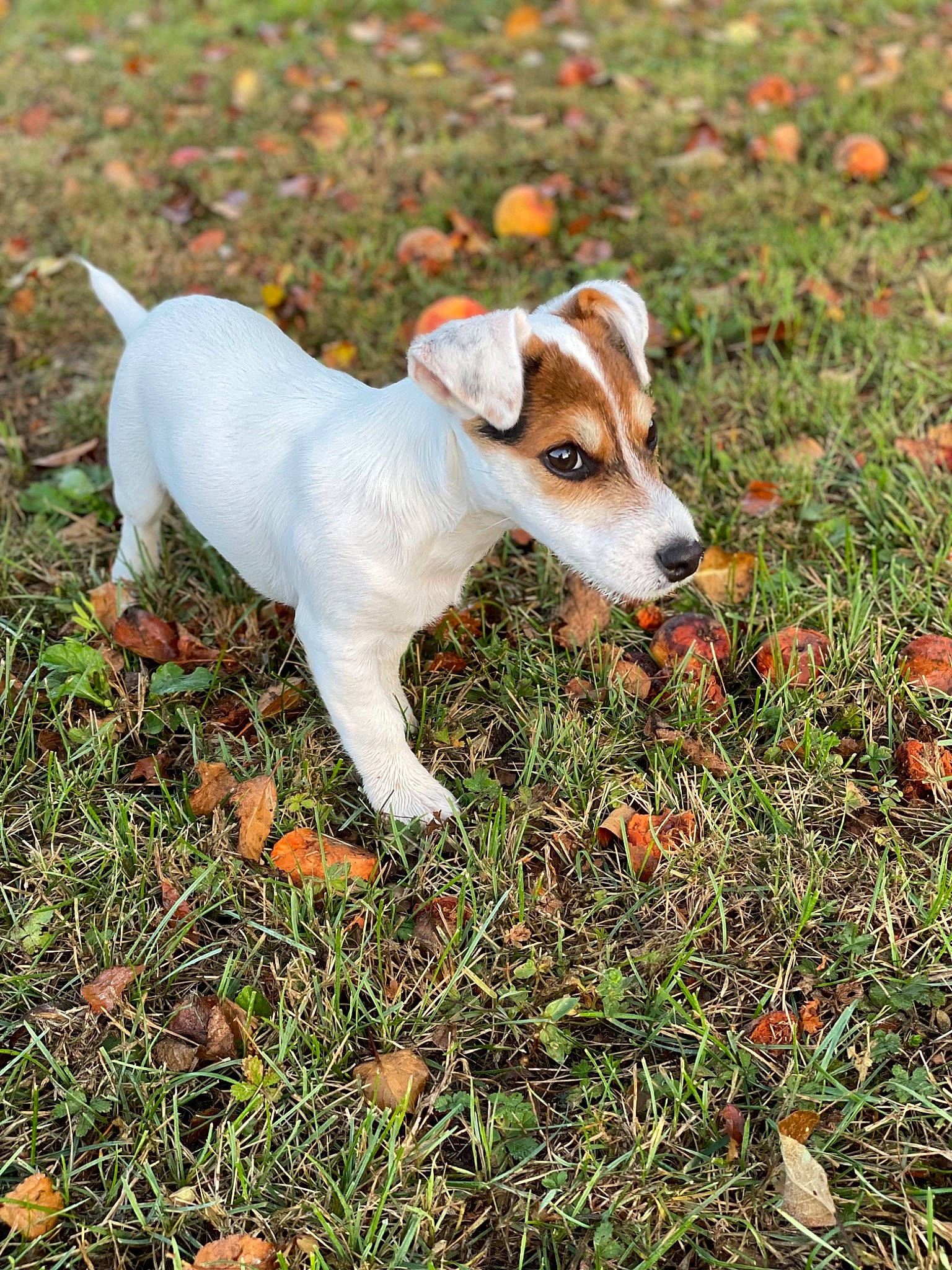 Simba participe au concours pour gagner de l'argent avec cette photo : canidae, carnivore, companion_dog, dog, dog_breed, fawn, grass, groundcover, herbaceous_plant, irishjacks, plant, puppy, snout, soil, sporting_group, tail, terrestrial_animal, terrier, whiskers, working_animal