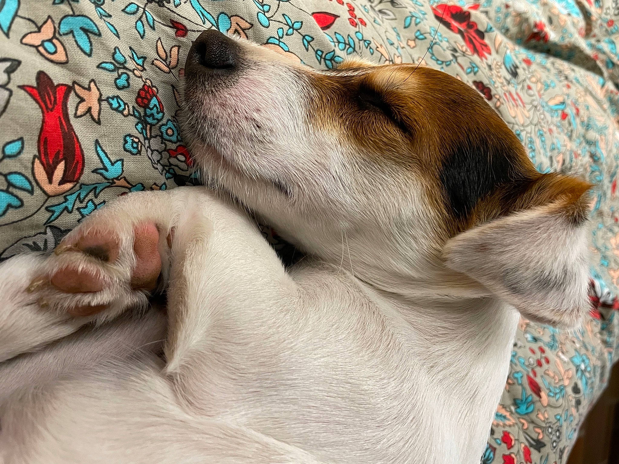 Simba a rejoint le concours — aidez-le/la à gagner de superbes lots ! canidae, carnivore, collar, comfort, companion_dog, dog, dog_breed, ear, fawn, foot, fur, jaw, liver, nap, paw, snout, sporting_group, terrestrial_animal, whiskers, working_animal