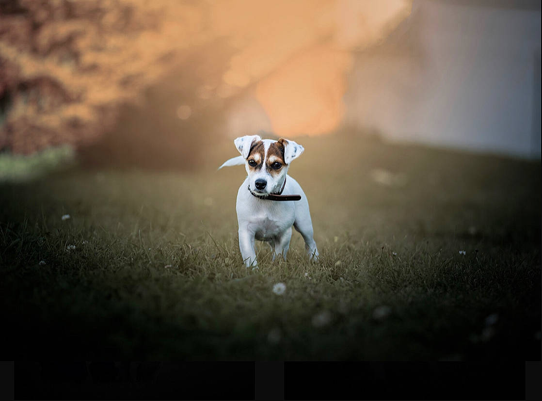 Simba participe au concours pour gagner de l'argent avec cette photo : asphalt, carnivore, companion_dog, darkness, display_device, dog, dog_breed, flash_photography, font, grass, landscape, macro_photography, photo_caption, rectangle, shadow, small_terrier, soil, sporting_group, still_life_photography, terrier