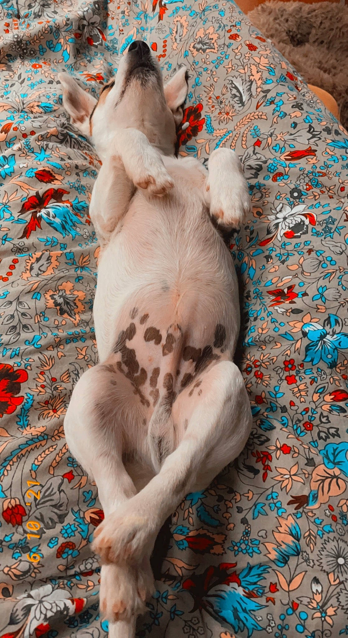 Simba participe au concours pour gagner de l'argent avec cette photo : art, blue, carnivore, comfort, companion_dog, dog, dog_breed, fawn, felidae, fur, linens, nap, painting, pattern, paw, small_to_medium_sized_cats, snout, tail, visual_arts, working_animal