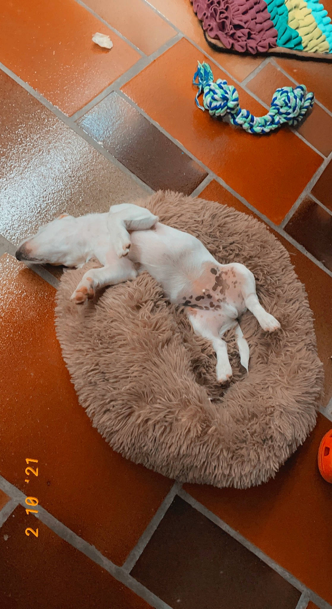 Simba a rejoint le concours — aidez-le/la à gagner de superbes lots ! carnivore, cat, cat_bed, cat_supply, comfort, companion_dog, dog_breed, fawn, felidae, flooring, fur, hardwood, jewellery, mammal, pet_supply, small_to_medium_sized_cats, tail, vertebrate, whiskers, wood