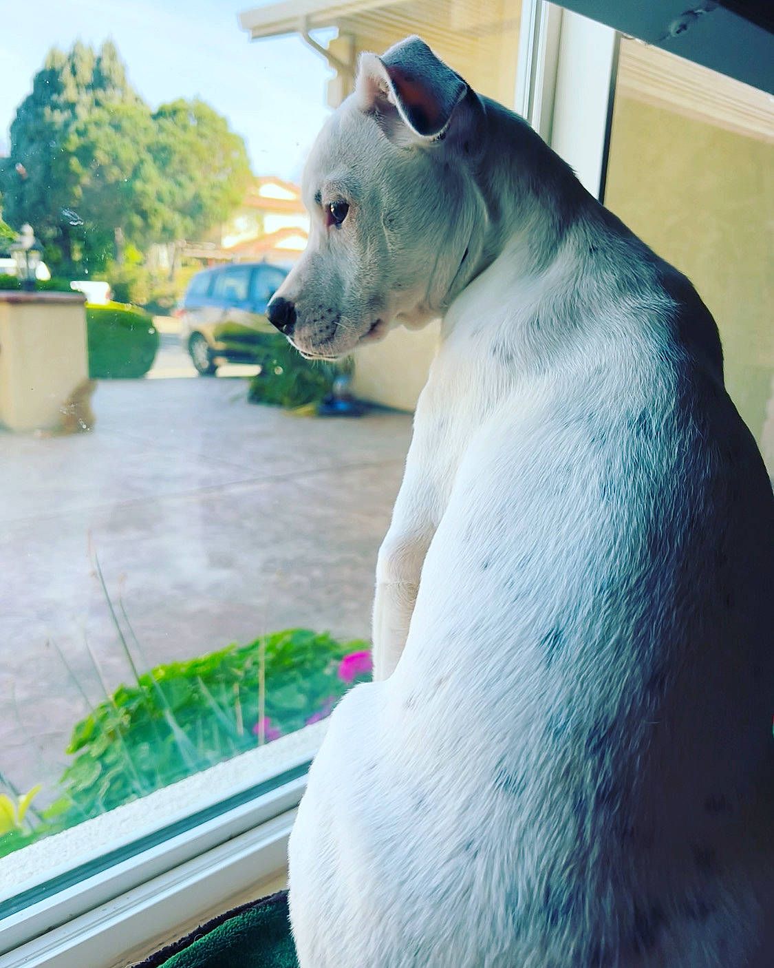 Joliè is registered to the contest to win money with this photo: art, bear, canidae, carnivore, dog_breed, fawn, felidae, flowerpot, green, lion, monument, plant, sculpture, snout, statue, tail, terrestrial_animal, tree, whiskers, working_animal