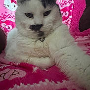Buttons is registered to the contest to win money with this photo: cat, feline, pet, fluffy, white, gray, collar, bell, blanket, pink, hello_kitty, pattern, indoor, cozy, relaxed, closeup, fur, animal, cute, resting