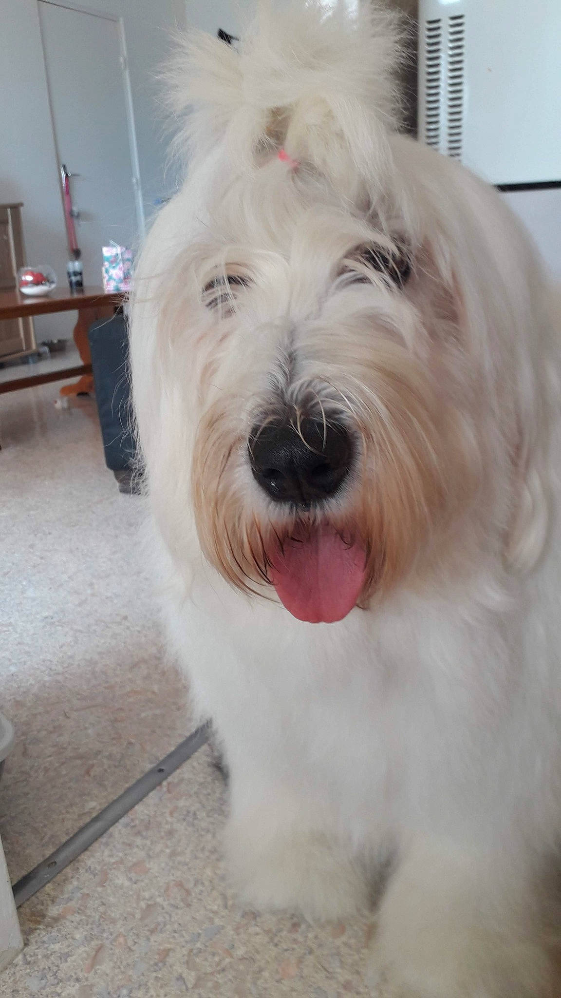 Fanta a rejoint le concours — aidez-le/la à gagner de superbes lots ! bearded_collie, briquet_griffon_vendeen, canidae, carnivore, catalan_sheepdog, companion_dog, coton_de_tulear, dog, dog_breed, irish_soft_coated_wheaten_terrier, mammal, old_english_sheepdog, polish_lowland_sheepdog, rare_breed_dog, romanian_mioritic_shepherd_dog, sapsali, south_russian_ovcharka, terrier, tibetan_terrier, vertebrate