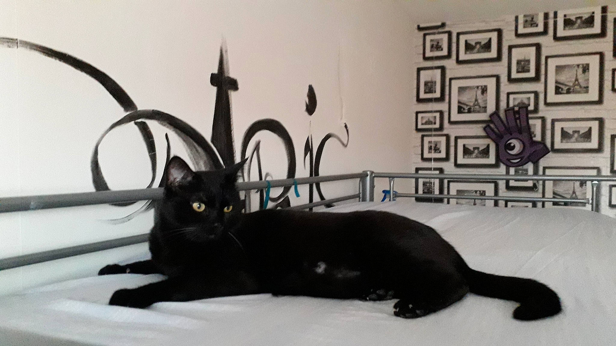 Patate participe au concours pour gagner de l'argent avec cette photo : asian, black_cat, bombay, carnivore, cat, felidae, havana_brown, mammal, small_to_medium_sized_cats, tail, whiskers