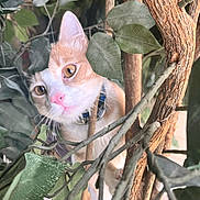 Loki is registered to the contest to win money with this photo: cat, animal, pet, feline, portrait, face, eyes, nose, whiskers, ears, orange_and_white, curious, outdoor, foliage, leaves, branches, tree, nature, camouflage, close_up