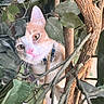 cat, animal, pet, feline, portrait, face, eyes, nose, whiskers, ears, orange_and_white, curious, outdoor, foliage, leaves, branches, tree, nature, camouflage, close_up