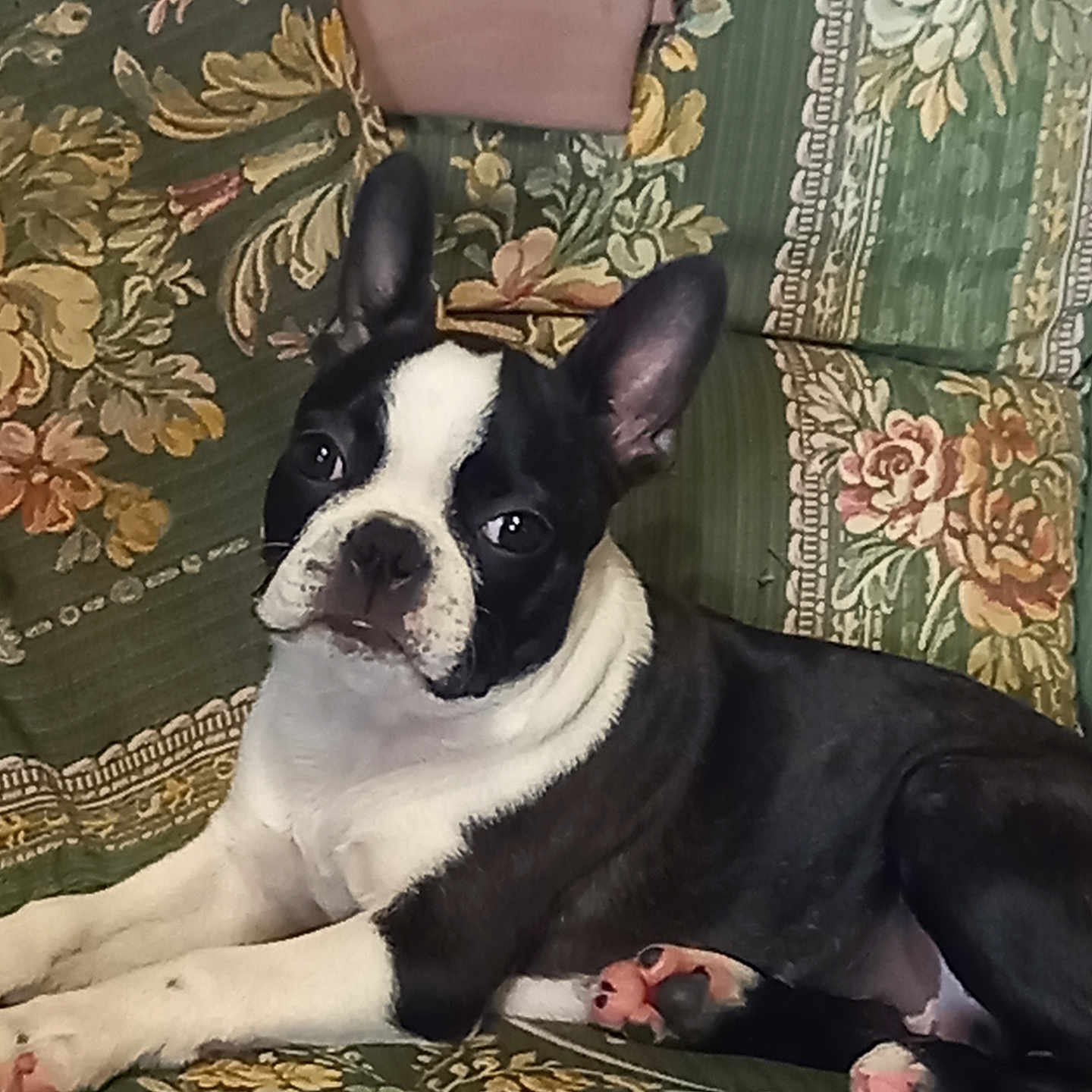 Vita participe au concours pour gagner de l'argent avec cette photo : animal, baby, bostonbull, boxer, bulldog, canine, couch, cushion, dog, face, frenchbulldog, furniture, head, homedecor, indoors, interiordesign, person, pet, pitbull, puppy