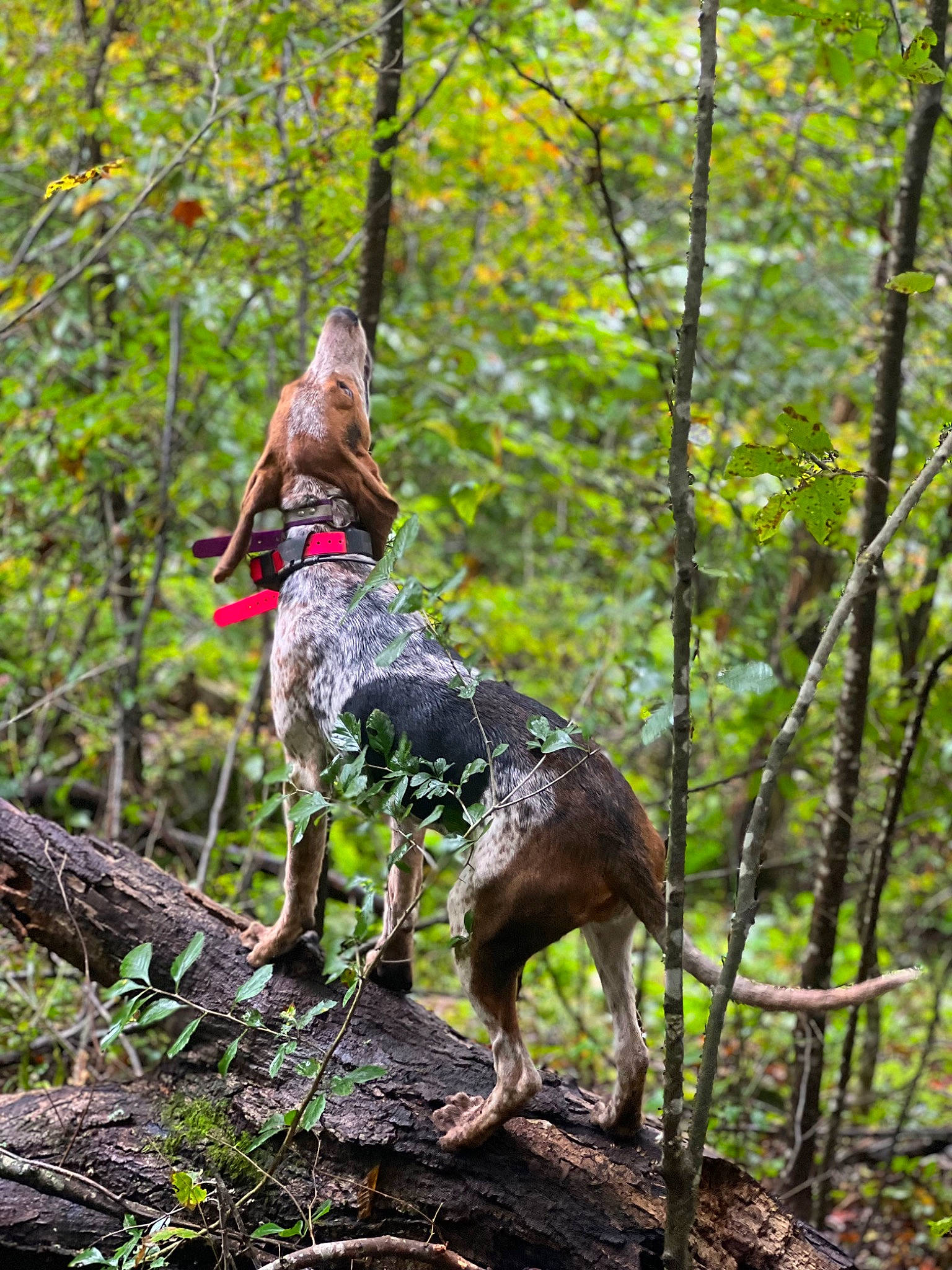 Huckleberry joined the competition — help win amazing prizes! braque_francais, carnivore, dog, dog_breed, fawn, forest, jungle, old_growth_forest, plant, plant_community, soil, tail, temperate_broadleaf_and_mixed_forest, terrestrial_animal, terrestrial_plant, tree, trunk, twig, wood, woodland