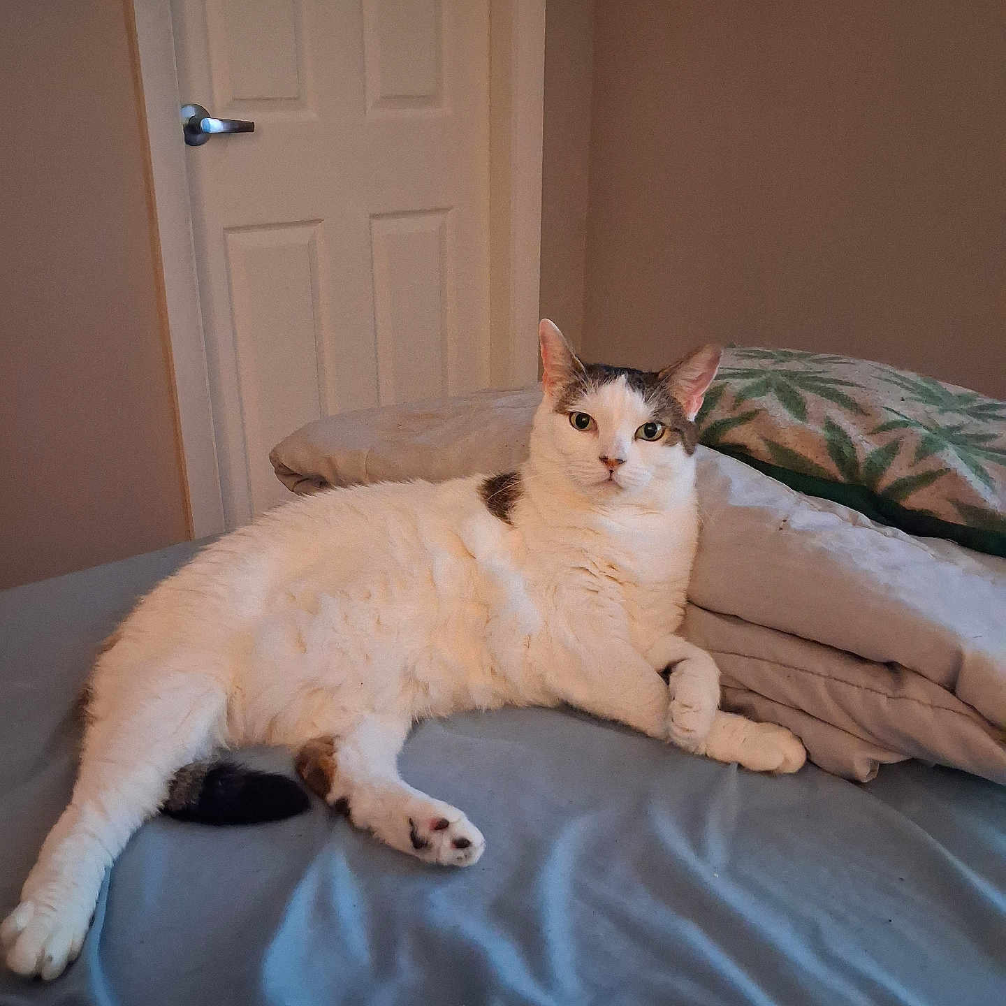 Bella
