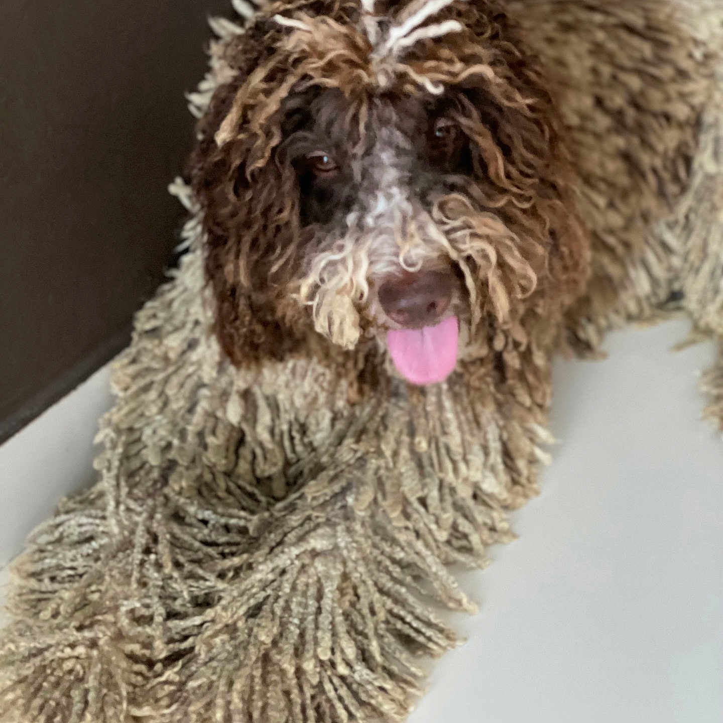 Bella Primor joined the competition — help win amazing prizes! affenpinscher, animal, bodypart, canine, clothing, cockerspaniel, dog, dogbed, fur, hound, mouth, person, pet, poodle, puppy, snout, terrier, tongue, whitedog