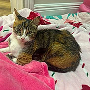 Diamond joined the competition — help win amazing prizes! baseboard, bear_lamp, bed, blanket, calico_cat, cat, cozy, ears, fur, hardwood_floor, home_interior, indoor, looking_at_camera, pattern, paws, pet, pink_blanket, plush_toy, resting, whiskers