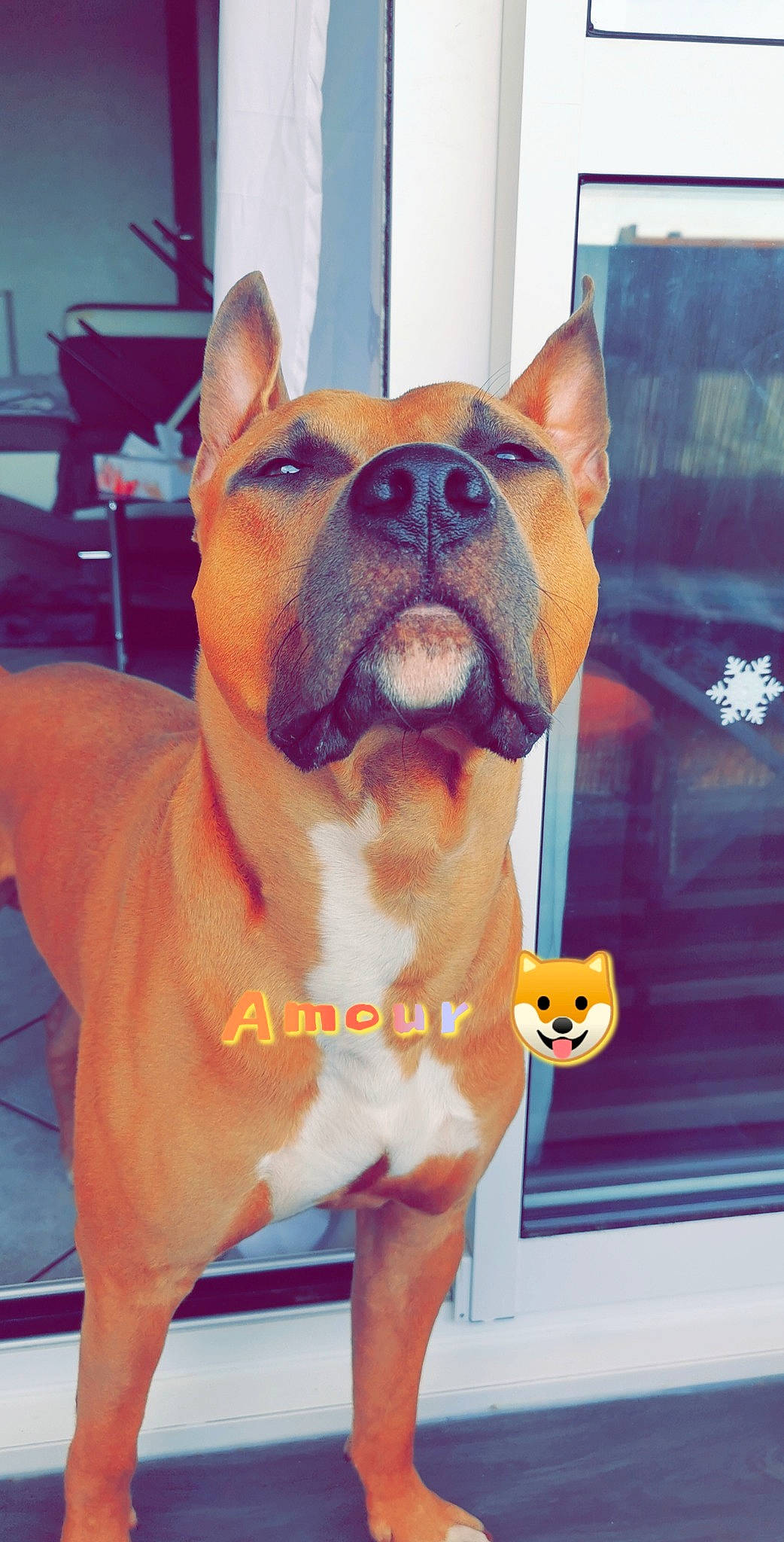 Maiko a rejoint le concours — aidez-le/la à gagner de superbes lots ! ancient_dog_breeds, canidae, carnivore, collar, companion_dog, dog, dog_breed, dog_collar, dog_supply, fawn, metal, non_sporting_group, snout, sporting_group, square, tail, toy_dog, whiskers, working_animal, working_dog