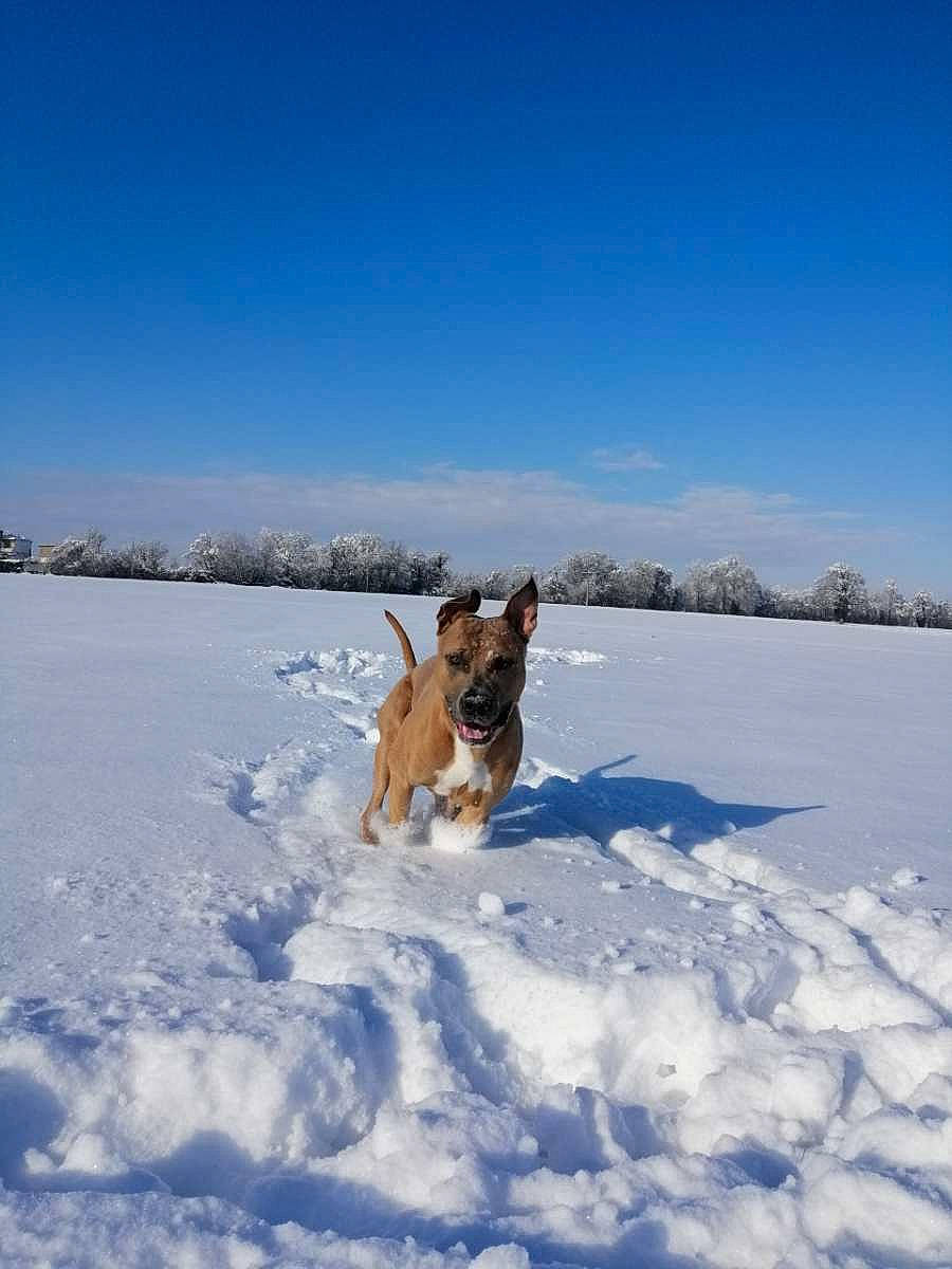 Maiko participe au concours pour gagner de l'argent avec cette photo : canidae, carnivore, cloud, companion_dog, dog, dog_breed, fawn, freezing, fun, herding_dog, ice_cap, landscape, playing_in_the_snow, recreation, sky, slope, snow, sporting_group, tail, winter