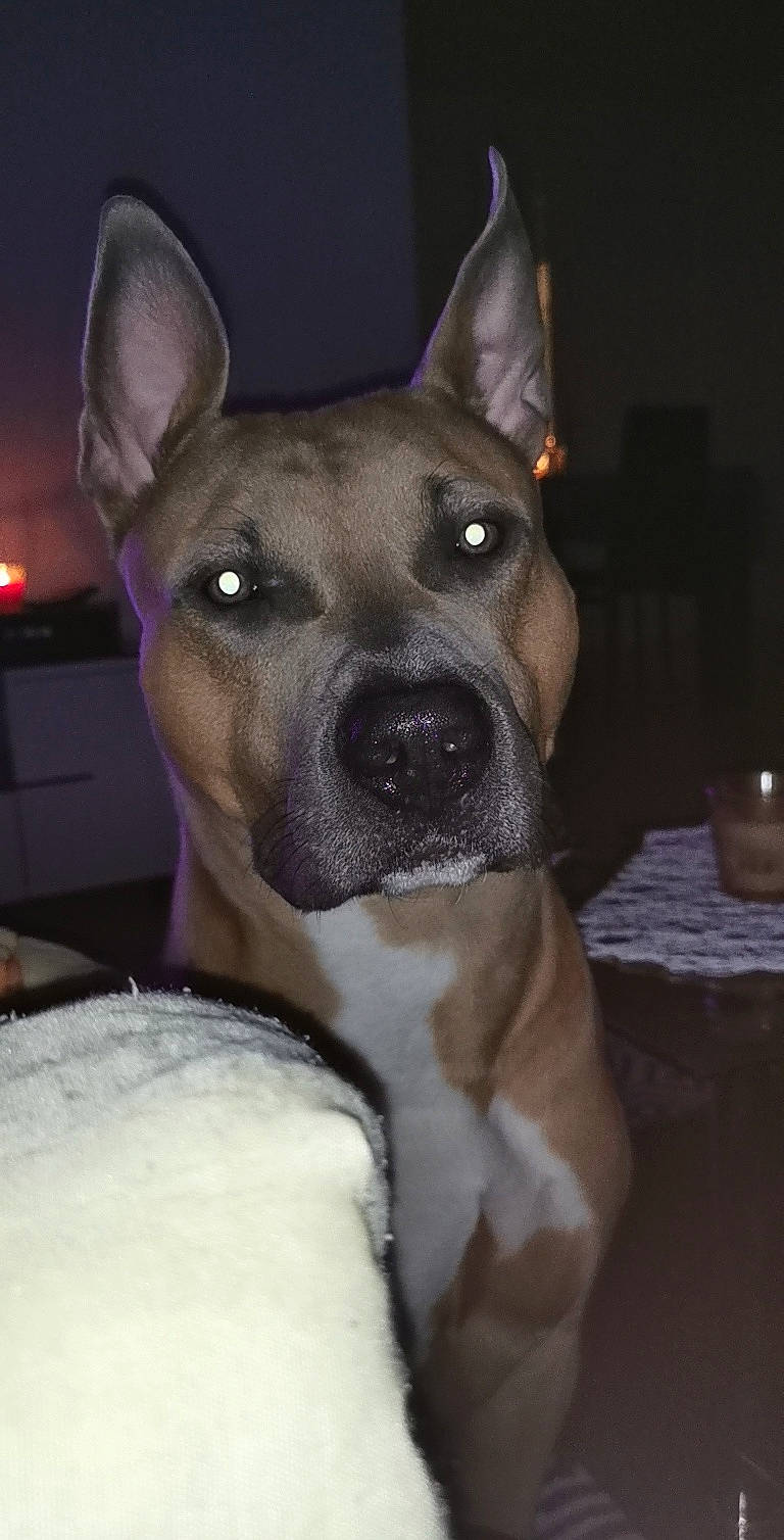 Maiko participe au concours pour gagner de l'argent avec cette photo : ancient_dog_breeds, canidae, carnivore, collar, companion_dog, dog, dog_breed, dog_collar, ear, fawn, fur, guard_dog, non_sporting_group, snout, sporting_group, toy_dog, whiskers, working_animal, working_dog