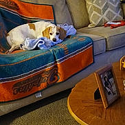 Demi joined the competition — help win amazing prizes! dog, blanket, couch, pillow, carpet, coffee_table, indoor, pet, resting, brown_and_white_dog, wooden_frame, photograph, living_room, furniture, cozy, relaxing, home_decor, animal, domestic_animal, canine