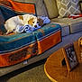 animal, blanket, brown_and_white_dog, canine, carpet, coffee_table, couch, cozy, dog, domestic_animal, furniture, home_decor, indoor, living_room, pet, photograph, pillow, relaxing, resting, wooden_frame